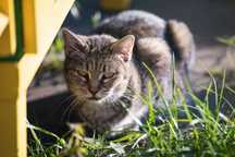 Kotka fiv+ Busia do PILNEJ adopcji!