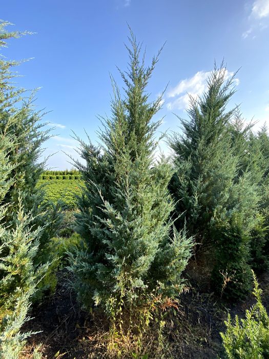 Thuja Smaragd 220-260 cm i inne tuja Szmaragd żywopłot Transport