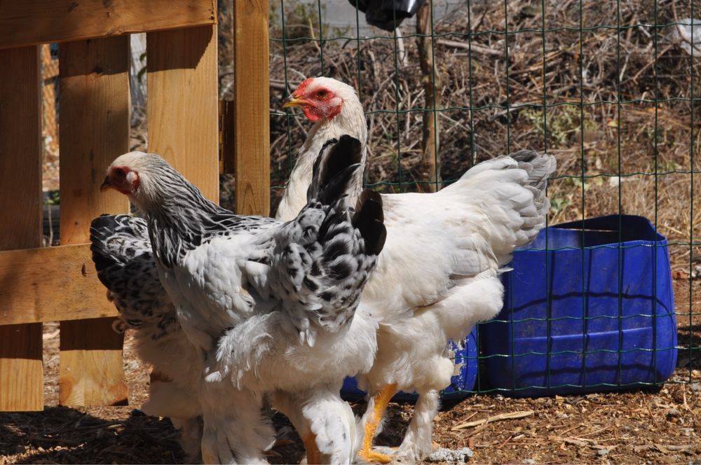 Ovos Férteis para Incubação de várias raças e pintos BRAHMA
