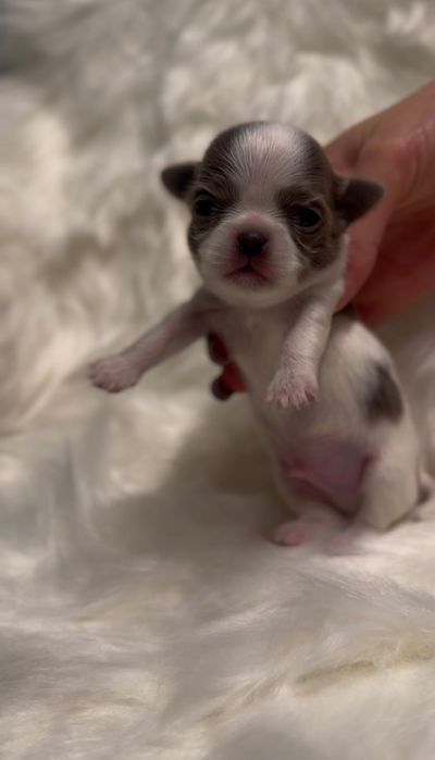 Uroczy, LILIOWY Chihuahua mini - długowłosy