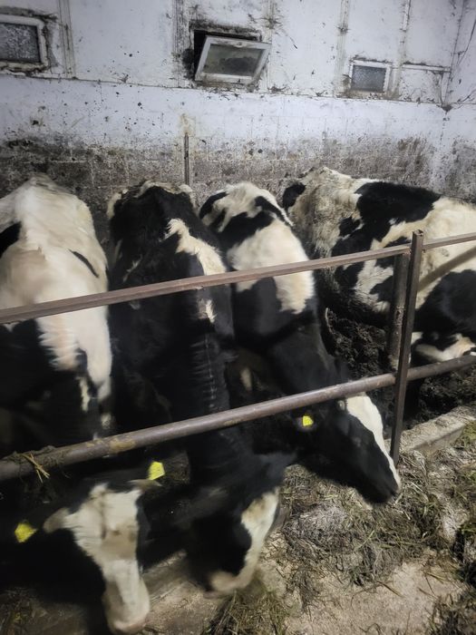 4 jalowki pod zacielenie