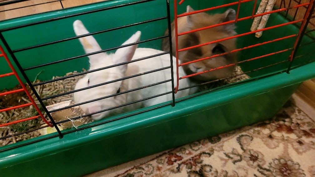 Кролики декоративні з кліткою