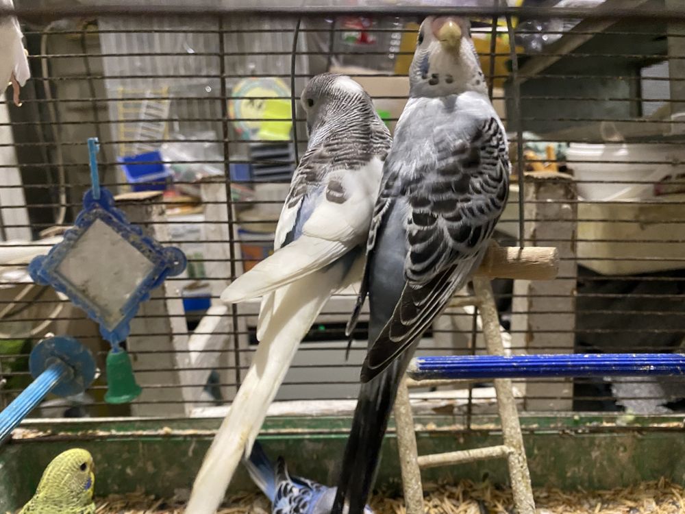 Малыши волнистых попугаев | Все для домашних животных