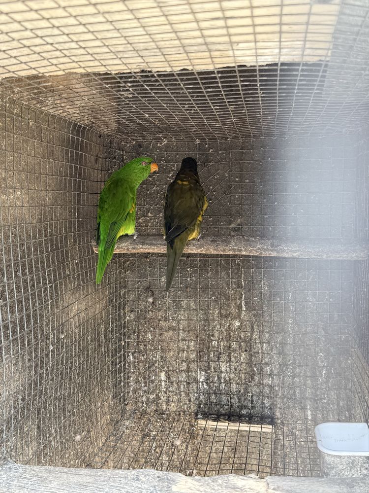 Lote de casais loris