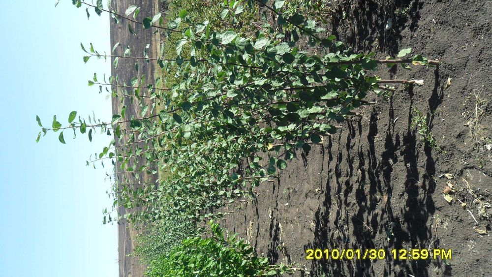 Саджанці плодових дерев, персик, сливи, груші