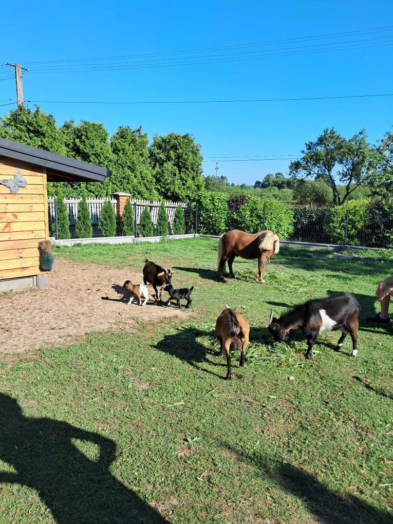 Nowe domki całoroczne, agroturystyka, domek 4 osobowy