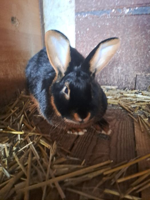 Królik  miniaturaka podpalany