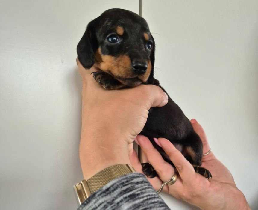 Jamnik krótkowłosy po miniaturce z rodowodem