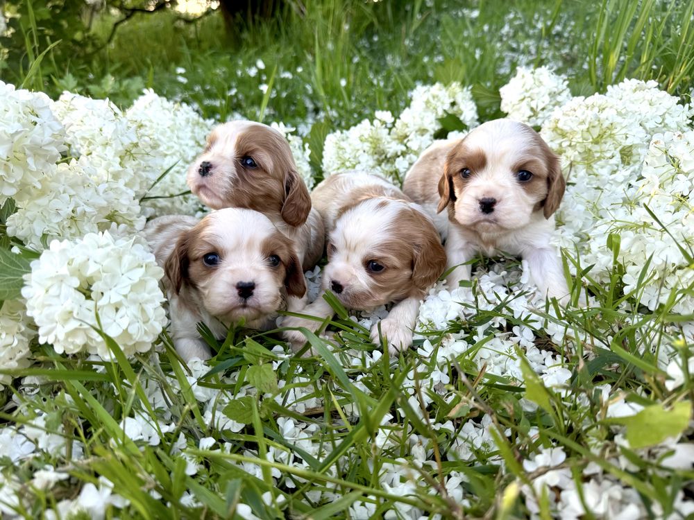 Cavalier king charles spaniel szczeniak