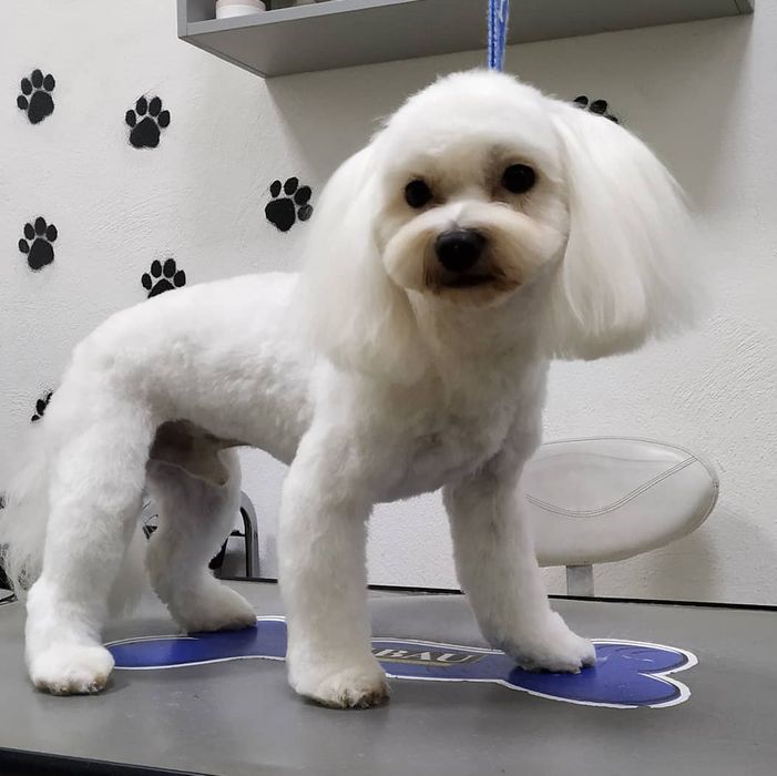 Стрижка собак в Харькове