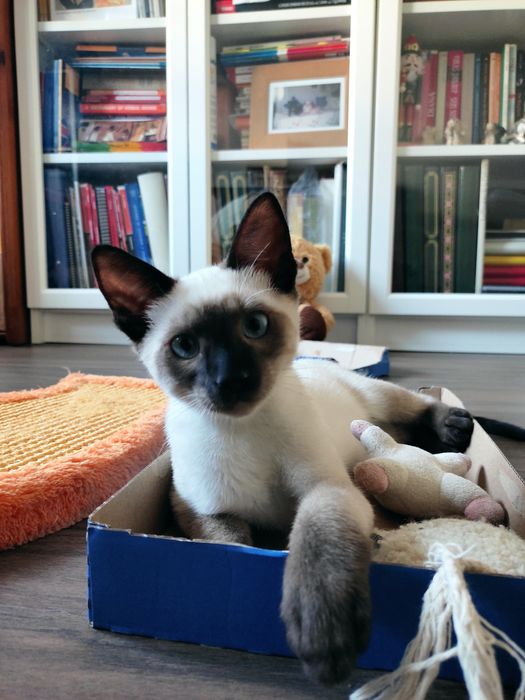 Gatinhos Bebés machos, 4 meses