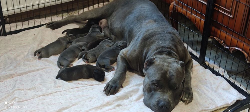 American bully xl szczenię z metryką