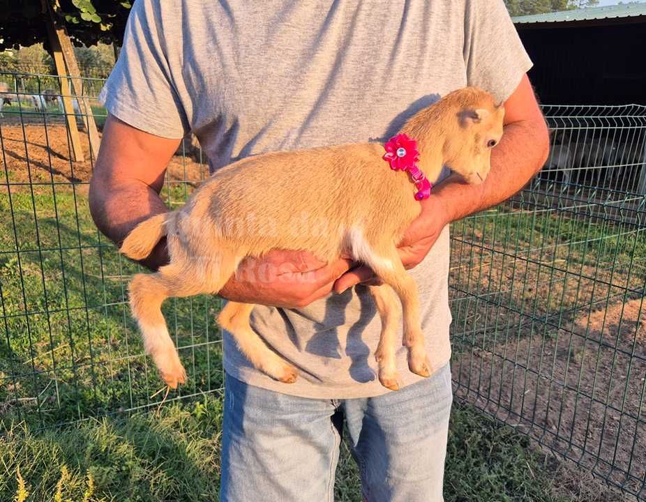 Cabrinha Anã Única com Mini - Orelhas