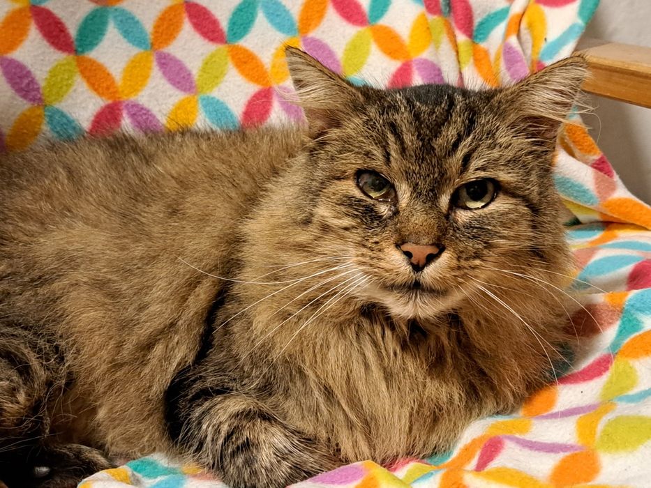 Aslan wypatruje najlepszego, ciepłego domu