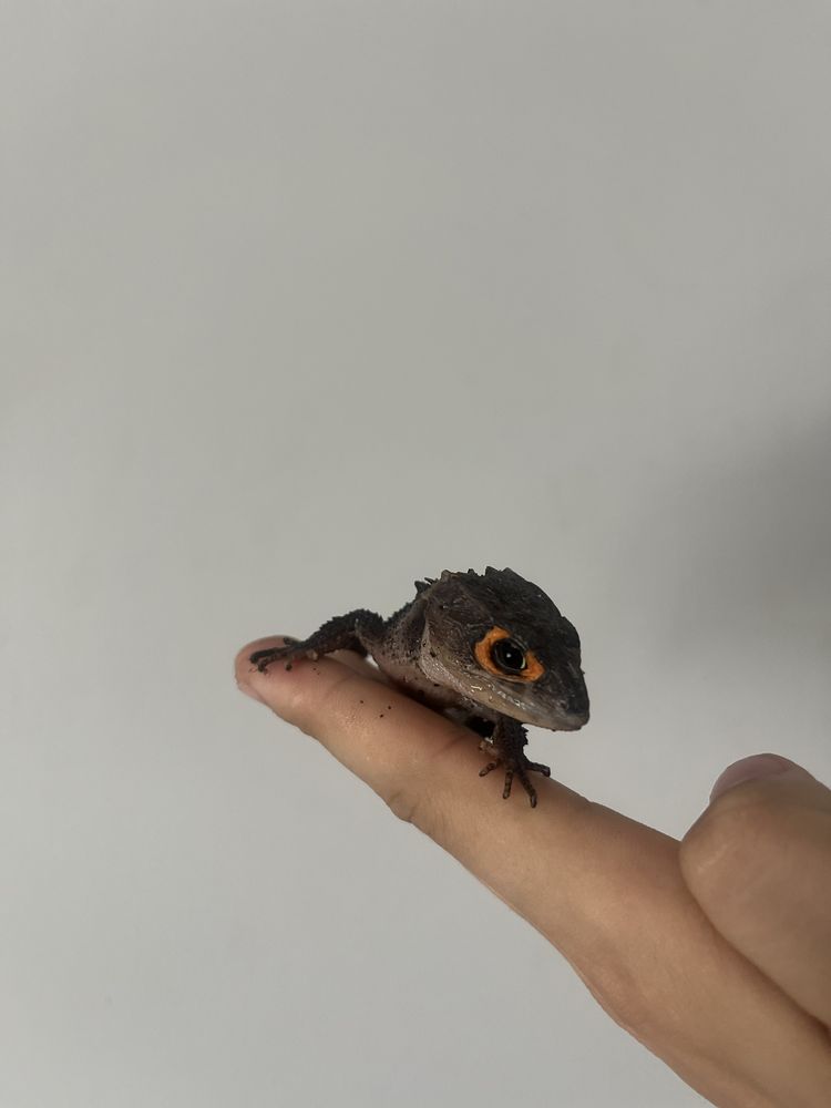 Scynk Krokodylowy