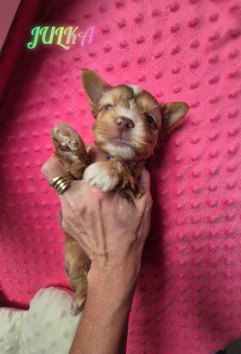 Sunia choco merle ZAREZERWOWANA