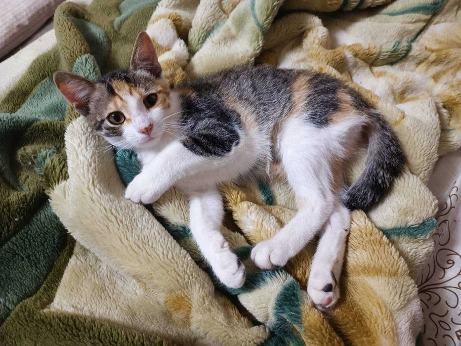 Кошеня в гарні дбайливі руки