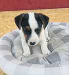 Jack russell terier