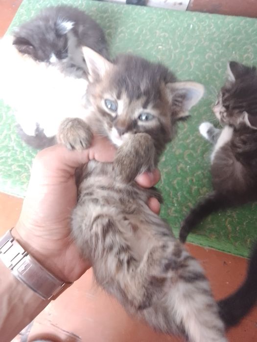 Кошенята безкоштовно!
