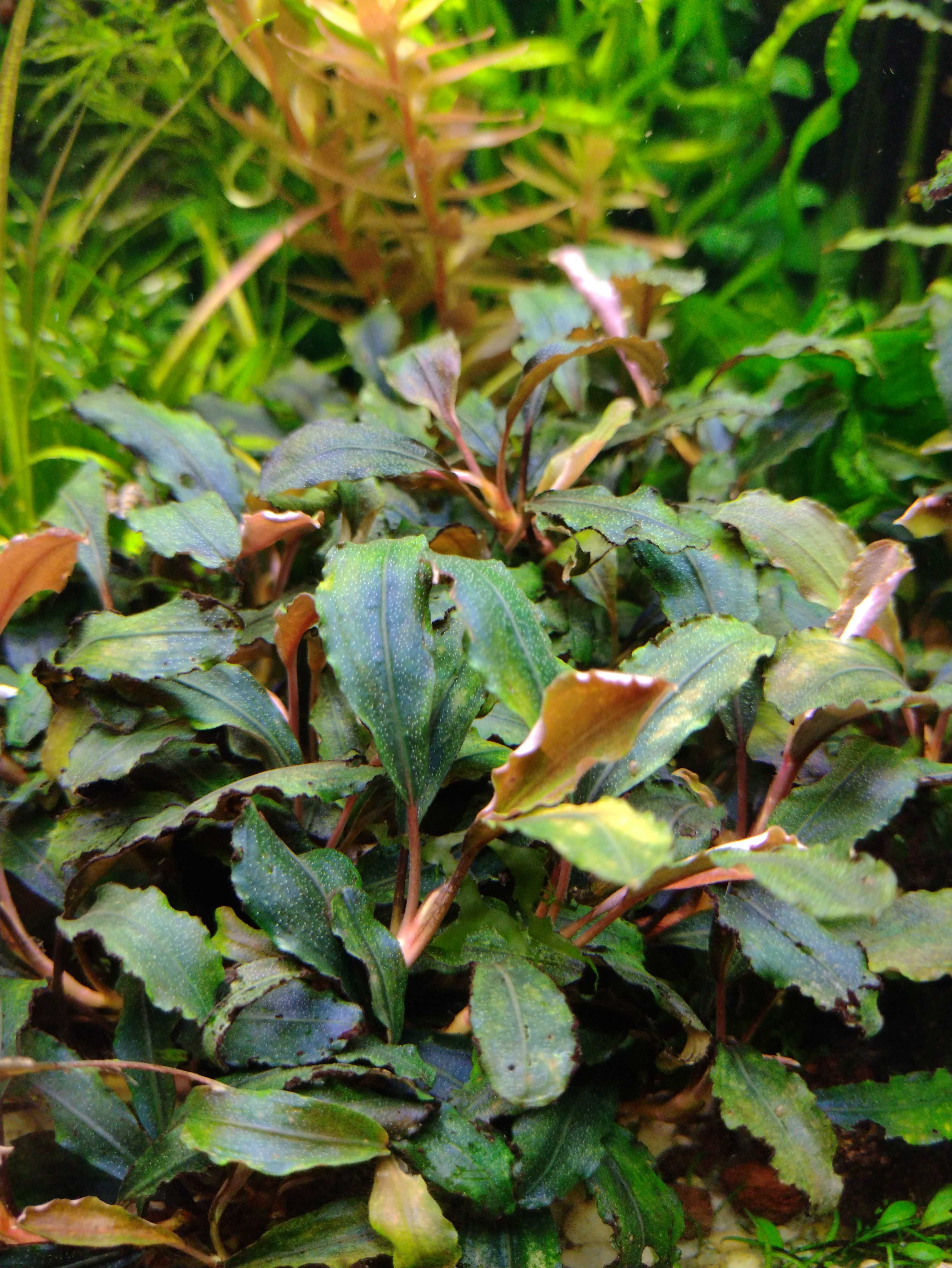 Bucephalandra deep purple