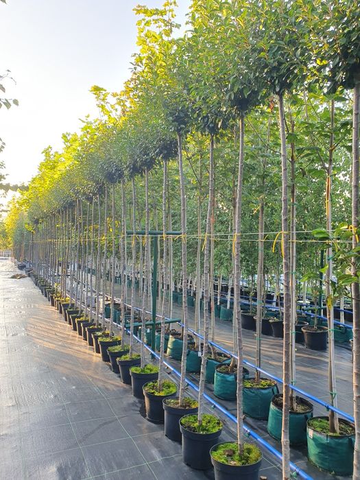 Drzewa alejowe lipa, klon, brzoza, katalpa, głóg, akacja, grab i inne