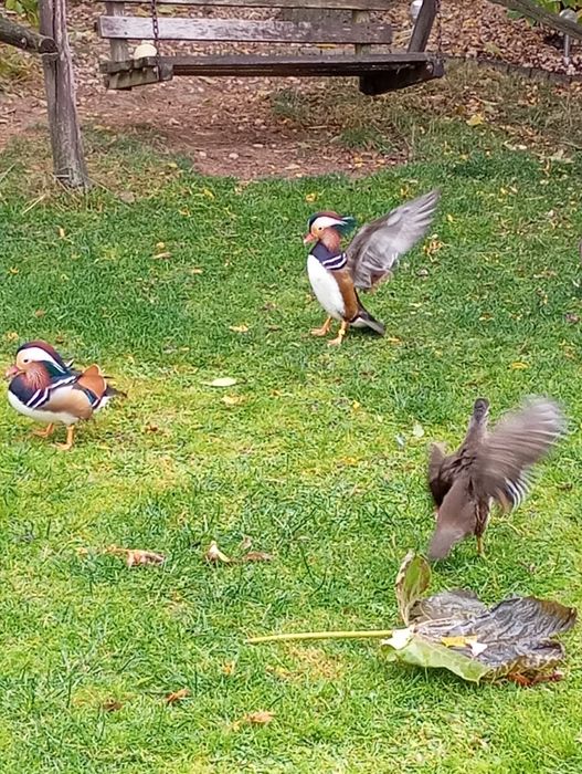 Kaczki kaczorki mandarynki