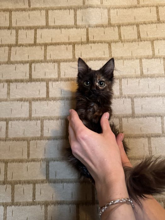 Віддам кошенят у добрі руки