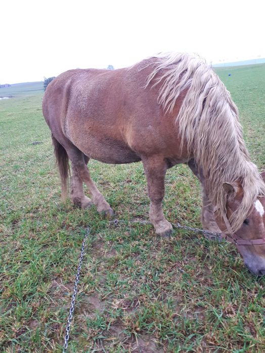 Klacz zimnokrwista źrebna