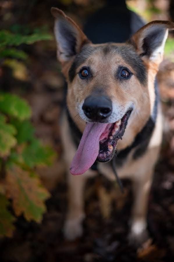 Bez szans na adopcje przez swoje gabarty? Super pies szuka domu.