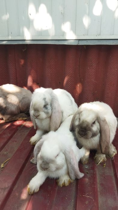 Кролики французький баран самці