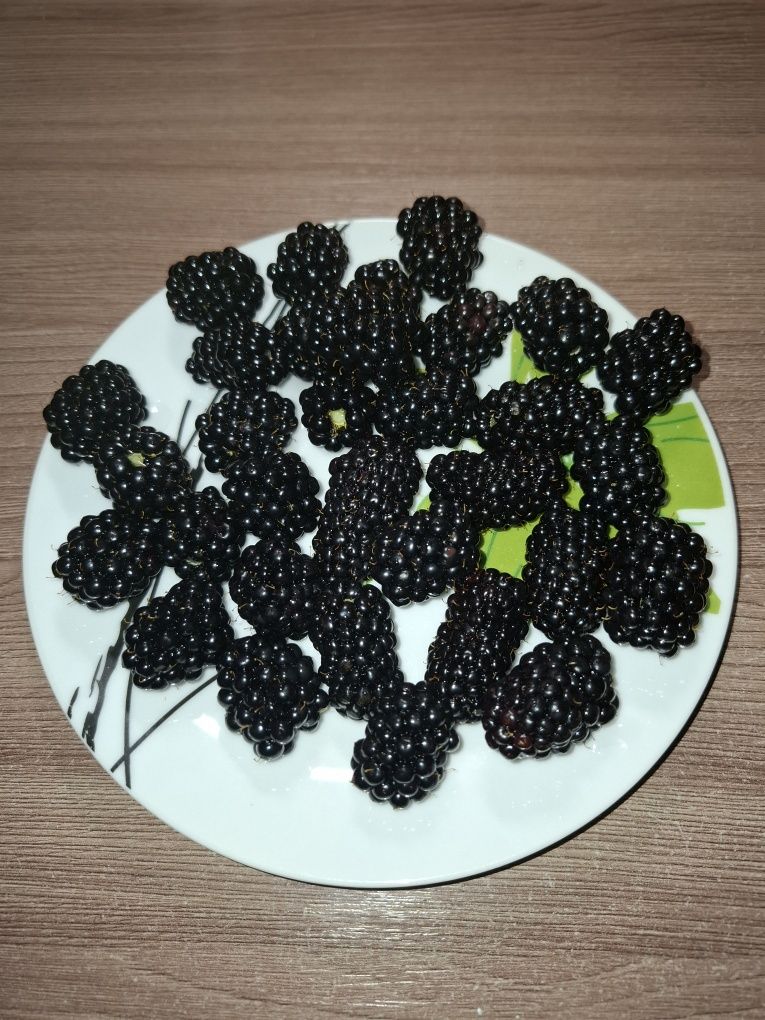 Продам саженцы ежевики