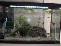 Guppys red albino