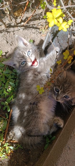 Котики безкоштовно