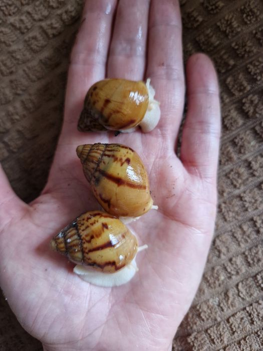 Achatina Achatina Tiger підліток