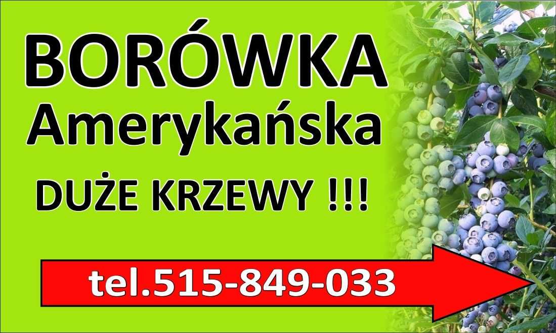 Borówka Amerykańska od PRODUCENTA - Mega Duże Sadzonki z owocami!!
