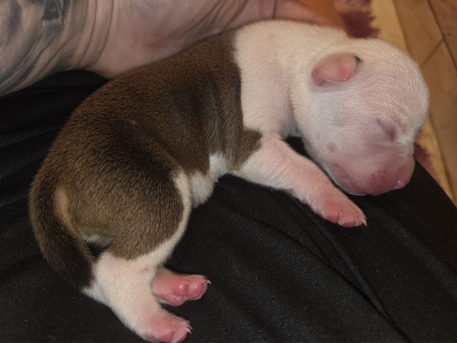 Rudy Samiec American Staffordshire Terrier Amstaff ZKwP FCI