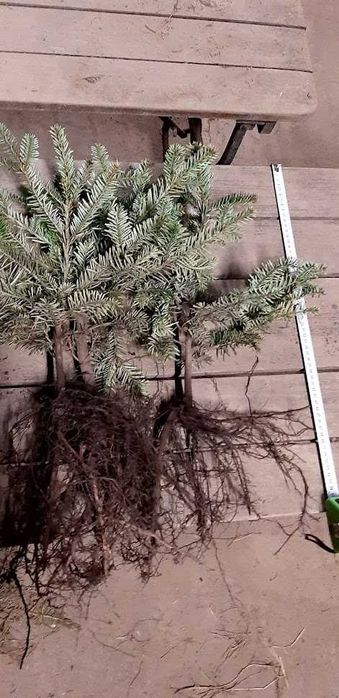 Jodła kaukaska 30 cm 50 cm Wysyłka.