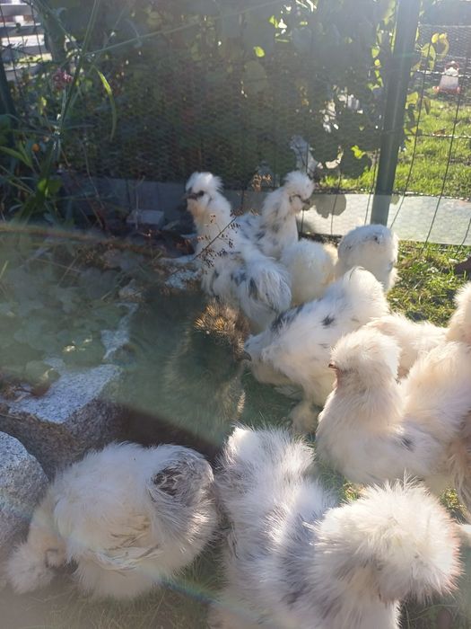 Koguciki silki jedwabiste