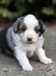 Amerykański owczarek miniaturowy- MAS - Mini Aussie- piesek FCI