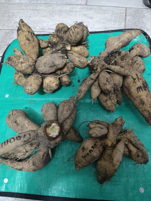 Жоржини(георгини)