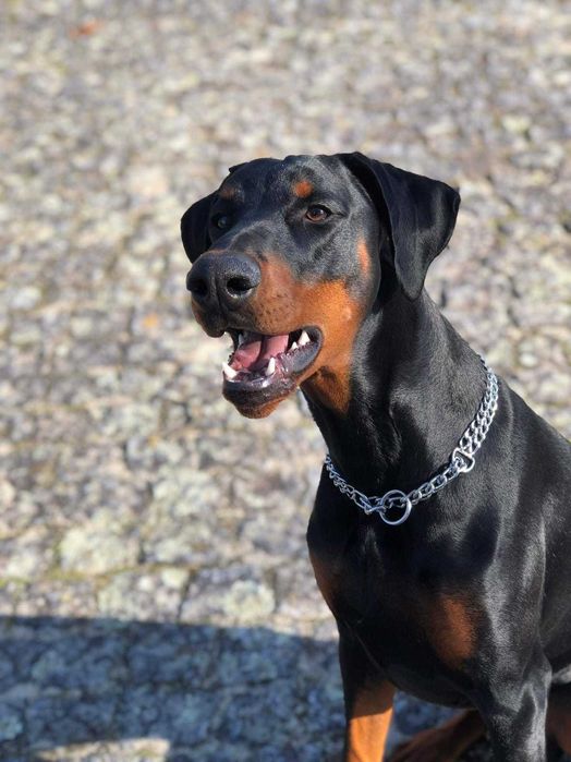 Cachorro Doberman excelente exemplar e caracter