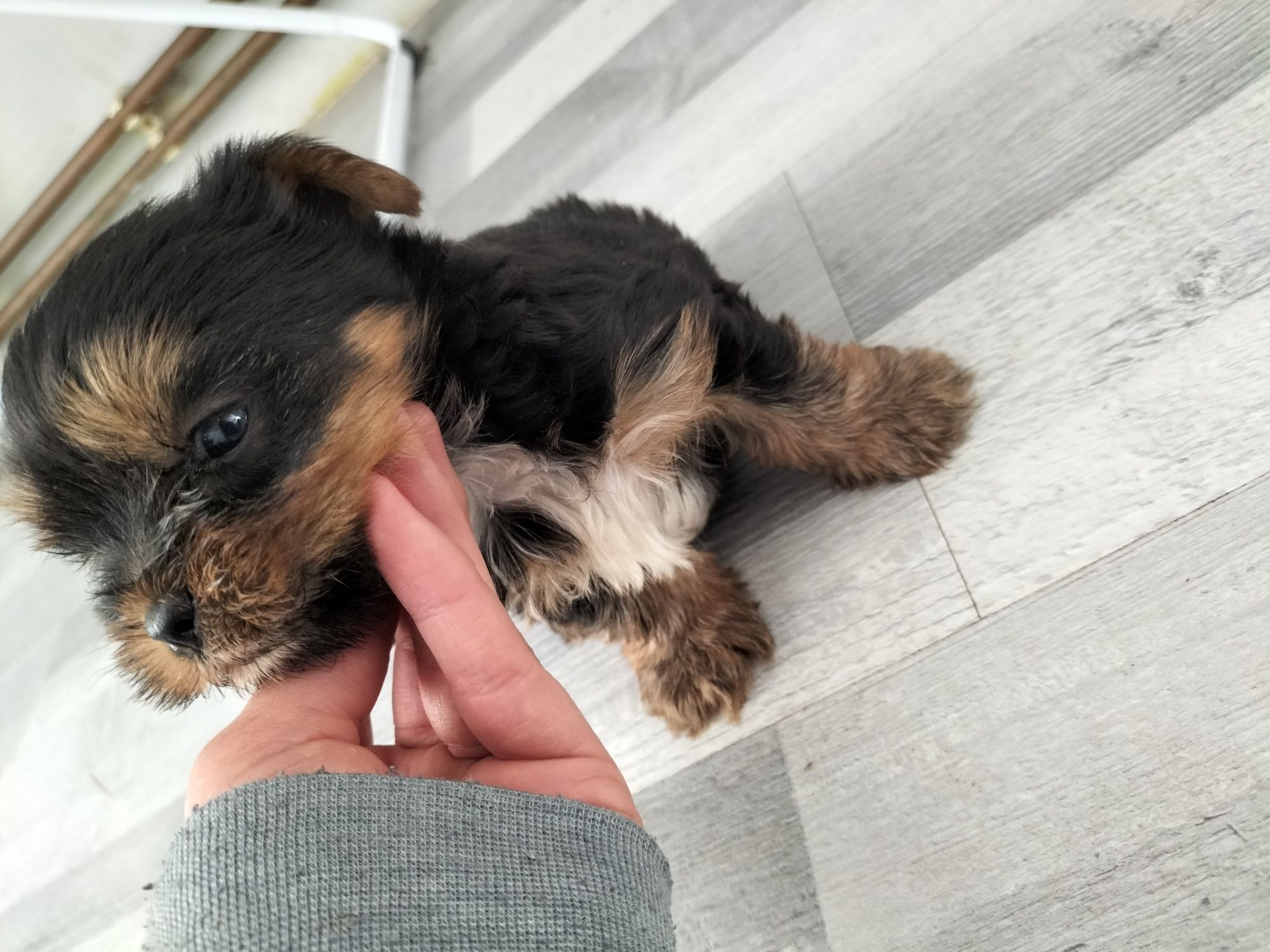 Yorkshire terrier cudny