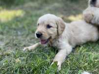 Szczeniak Golden Retriever