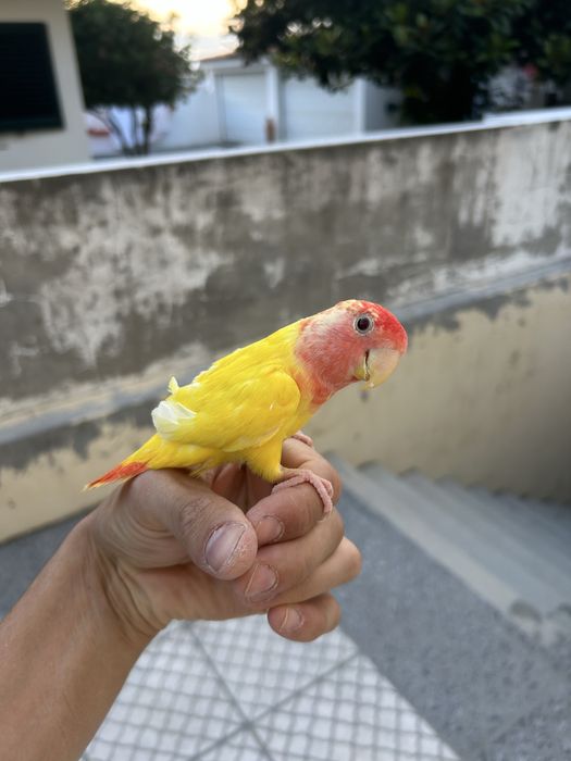 Agapornis domesticados super amorosos