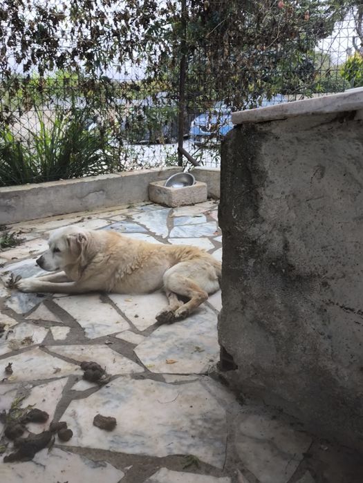 Ajuda para Labradora velhinha