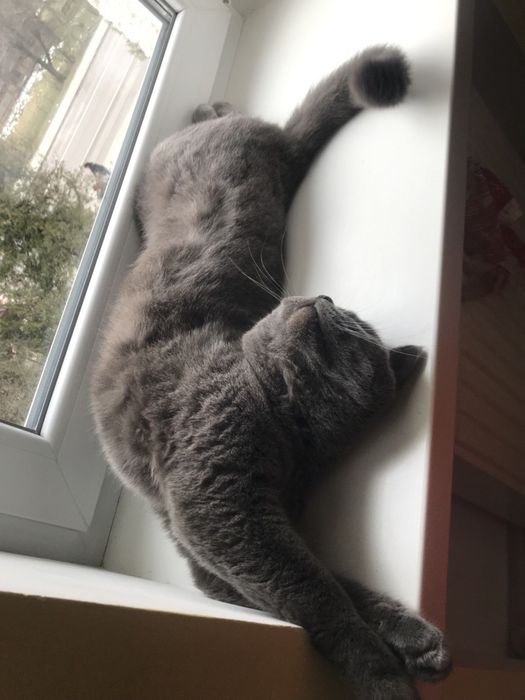 Віддамо дуже гарного котика