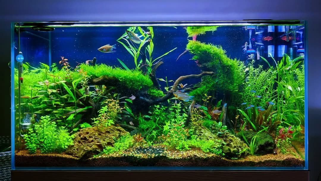 Zestaw akwarium z szafką 100x40x70