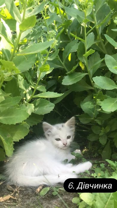 Кошенята шукають родину