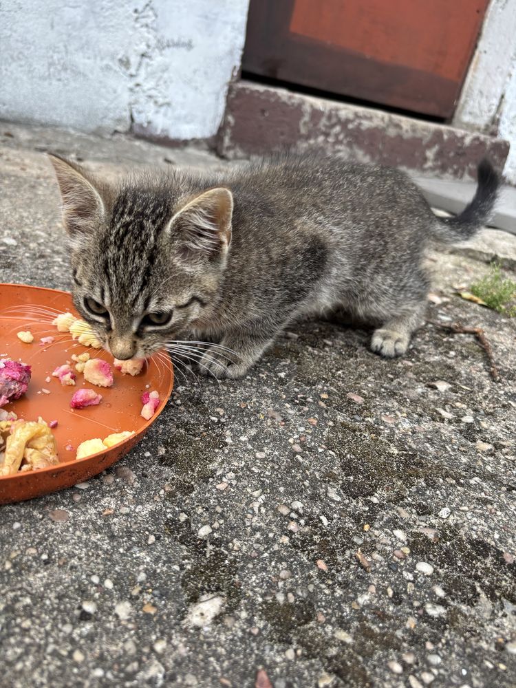 Mały kotek szuka kochajacego domu!