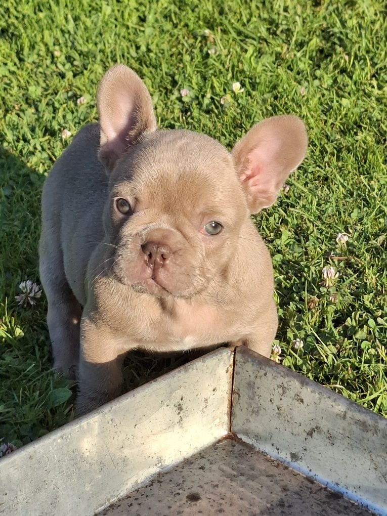 Buldog francuski Isabella